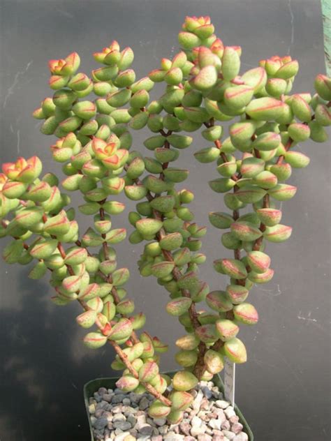 This succulent can bloom, and you will see red flowers when it does. Crassula brevifolia | World of Succulents | Cacti and ...