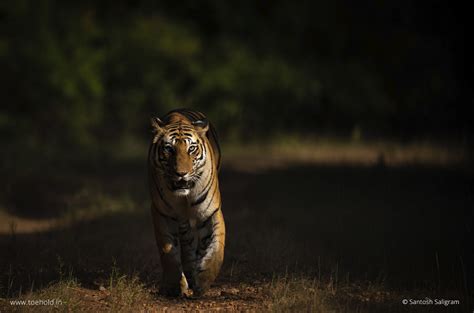 Tigers Of Bandhavgarh Spotty Photostory Series On Popular Tigers