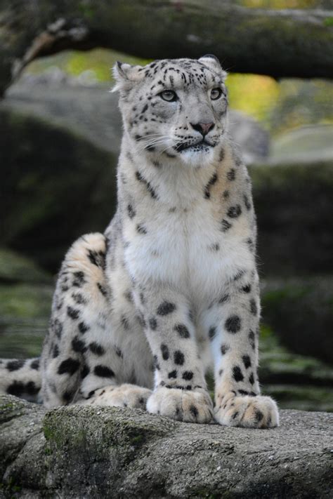 Die Schönsten Tiere Der Welt Foto And Bild Tiere Zoo Wildpark