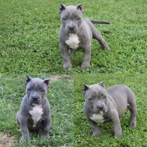 See more of blue pocket bully for sale nc on facebook. American Bully Puppies For Sale | Hendersonville, NC #228511
