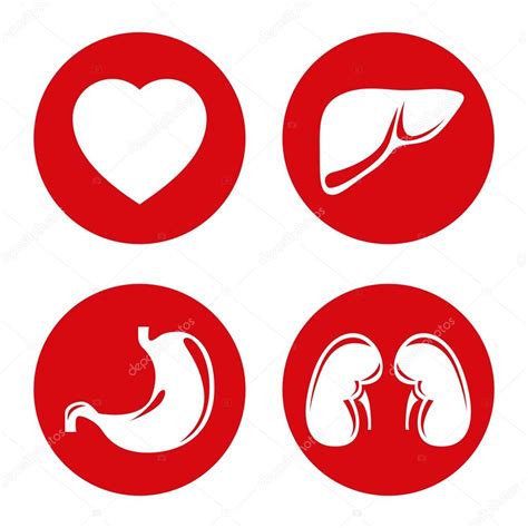 Iconos De órganos Internos Humanos Imagen Vectorial De © Ostapius