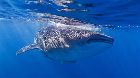 Watch 30 Foot Whale Shark Surprises Fisherman ‘biggest Ive Ever Seen
