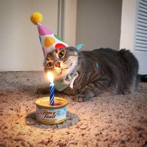 Humor Thechive Cat Birthday Cute Little Animals Happy Birthday Cat