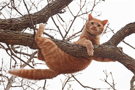 Why Cats Get Stuck In Trees And What To Do When It Happens Meowingtons
