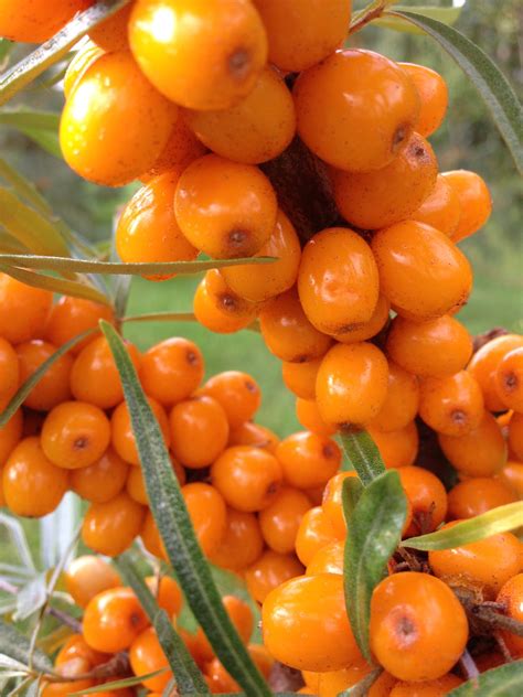 Sea Buckthorn Sunny Cultivar Shrub Omega Fruit Products