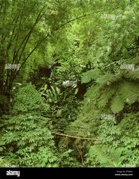Rainforest Martinique Hi Res Stock Photography And Images Alamy