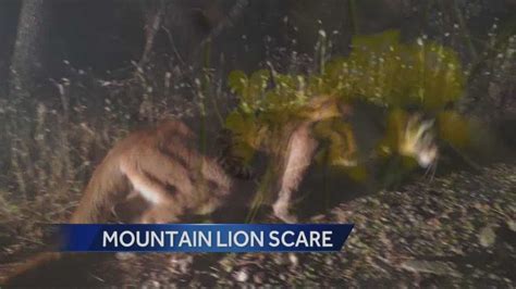 Mountain Lion Spotted In Californias Cameron Park