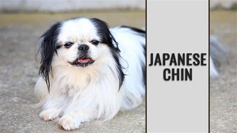 Japanese Chin Dog Breed Information Petmoo