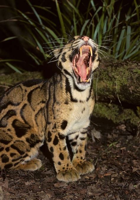 This means that we have two successive sets of teeth. Male clouded leopard (Neofelis nebulosa) showing long ...