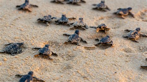 See Hundreds Of Baby Turtles Hatch And Sprint For The Ocean A Z Animals