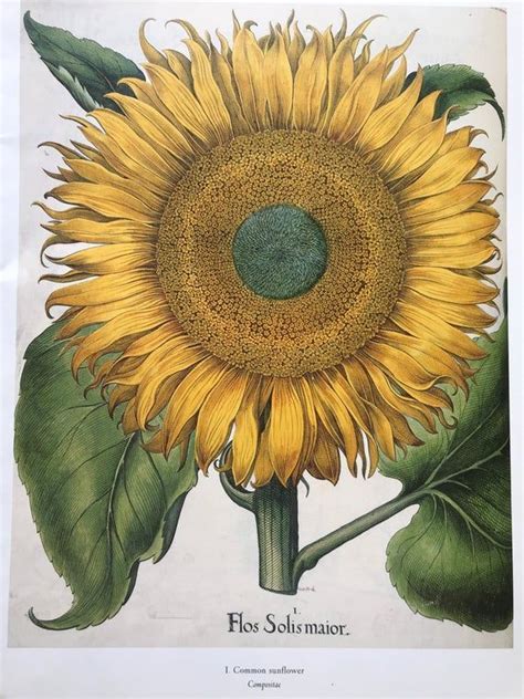 Vintage Sunflower Botanical Illustration Art From The Hortus Etsy In