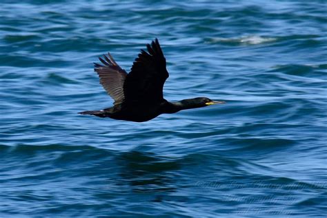 Cormorant In Flight In 2020 Sea Birds Birds Water
