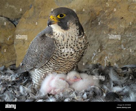 Peregrine Falcon Falco Peregrinus Adult With Three Chicks Hi Res Stock