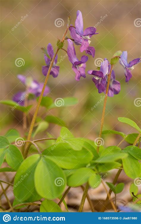Strings Of Blue And Purple Wild Flowers Stock Photo Image Of