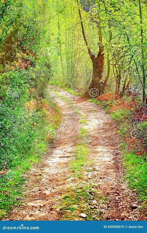 Walkway In Secluded Deciduous Forest Stock Image Image Of Lands
