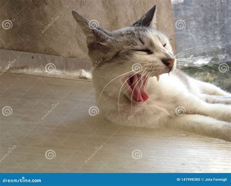 Cute Kitten Yawning Sleep Stock Image Image Of Yawning 147998385