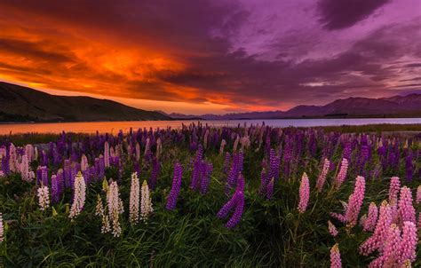 Wallpaper Sunset Flowers Lake New Zealand Lake Tekapo Lupins