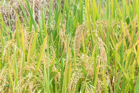 Close Up Rice Grain In Terrace Paddy Rice Field In Sapa Vietnam Stock