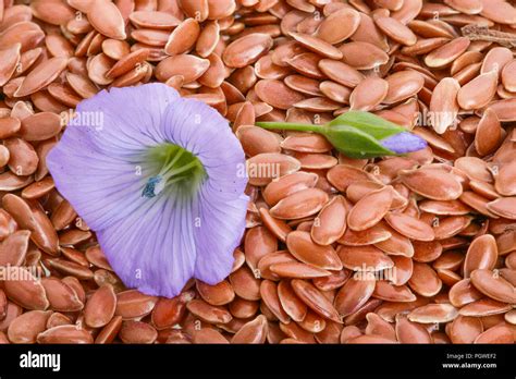 Flax Seed Flower Hi Res Stock Photography And Images Alamy