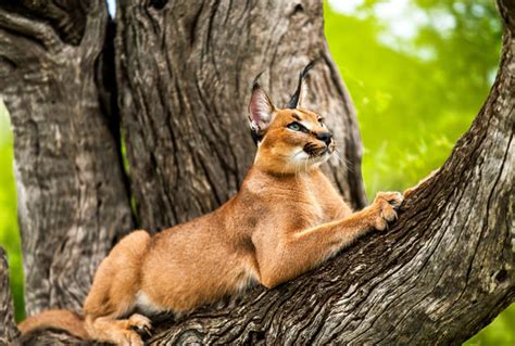 Where To See The 4 Small Wild Cats In South Africa How South Africa