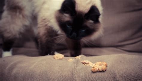 Cat Vomiting Undigested Food Reddit Cat Meme Stock Pictures And Photos