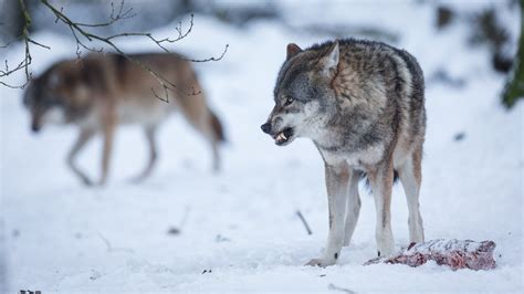 Wolf In The Manger Eurasian Wolf Tierpark Sababurg