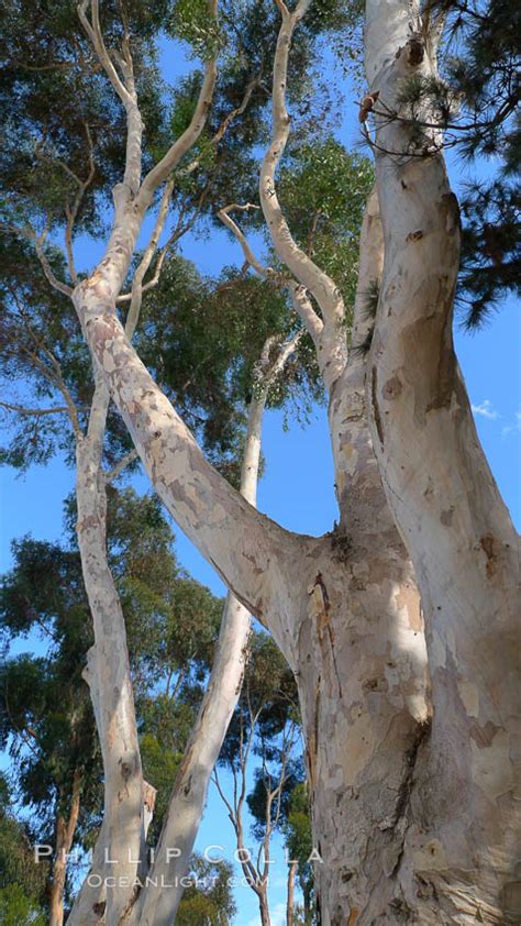 Eucalyptus Tree Gum Tree Del Mar California 21490