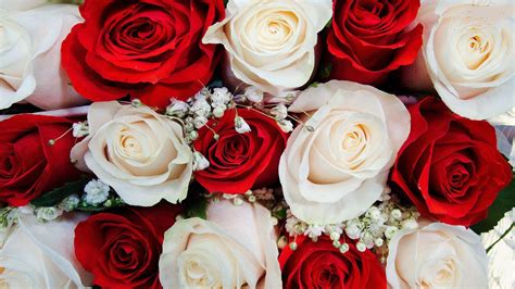 Red And White Roses Wallpapers Desktop Backgrounds Wallpaper Cave