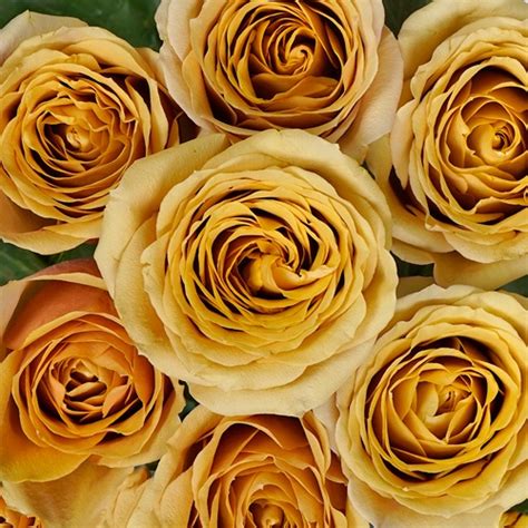 Golden Mustard Yellow Garden Roses Bulk Rose Fiftyflowers