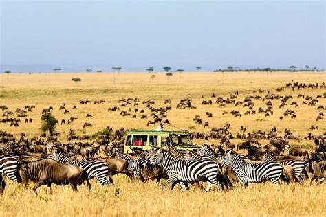 Safari Tours To Serengeti National Park In Tanzania — Gorilla Safaris