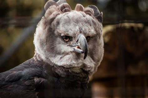 Harpy Eagle National Bird Of Panama A Z Animals