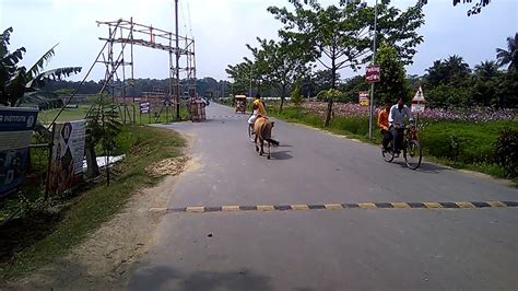 Gurukul Horse On Morning Walk Youtube