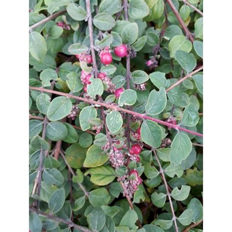 Buy Symphoricarpos Chenaultii