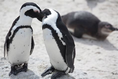 African Penguins Are Endangered But There Is A Way To Help Them