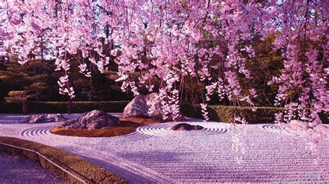 Actually it's just cherry blossom in english. Cherry Blossom Desktop Backgrounds - Wallpaper Cave