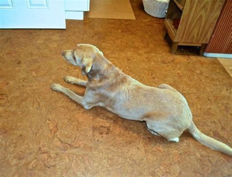 How Durable Is Cork Flooring With Dogs Clsa Flooring Guide