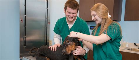 Bringing pets into great britain: Veterinary Technology (BS)