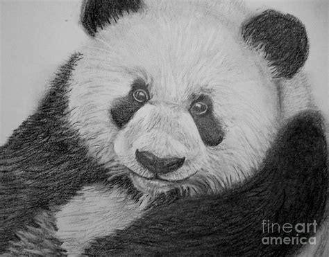 Dibujo A Lápiz Panda Gigante Art Print A3a4 Tamaños Firmado Obra De