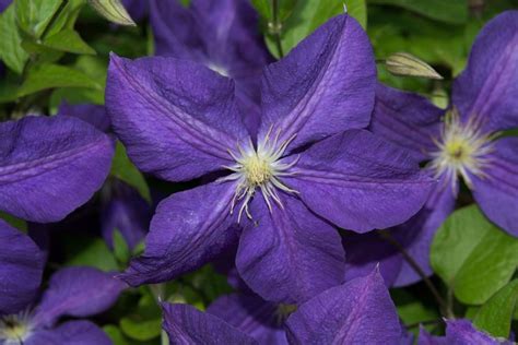 The Best Annuals For Those Shady Spots In Your Backyard Shade Annuals