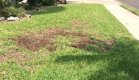 Diagnosing Common Lawn Problems