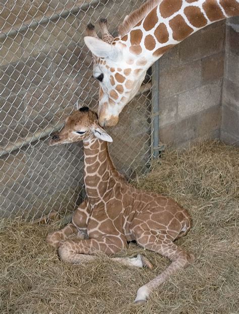 Female Giraffe Born Zoo Knoxville Welcomes First Baby Of Her Kind In