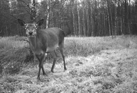 Wildlife At The Chernobyl Exclusion Zone Captured By Camera
