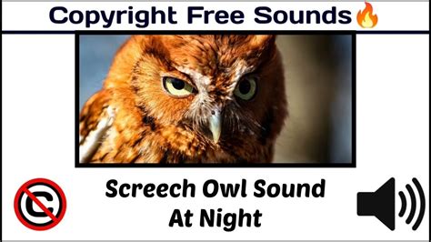 Screech Owl Sound At Night Birds Sound Nocopyright Copyright