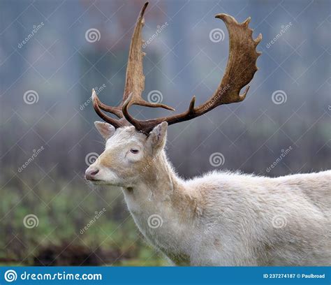 Rare White Fallow Deer Stag In Uk Country Estate Stock Image Image