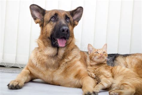 Are German Shepherds Friendly With Cats