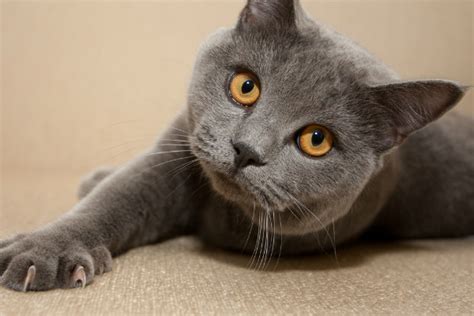 A clean cat is a happy cat, and we're here to help! 7 Tips for Trimming Your Cat's Claws - Catster