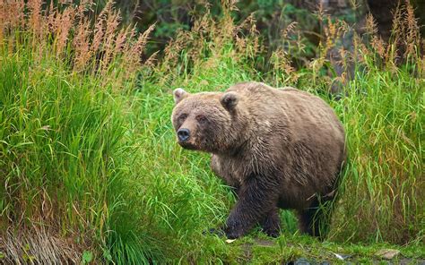 Grizzly Bear Scientific Name Ursus Arctos Horribilison Life Span Of 20