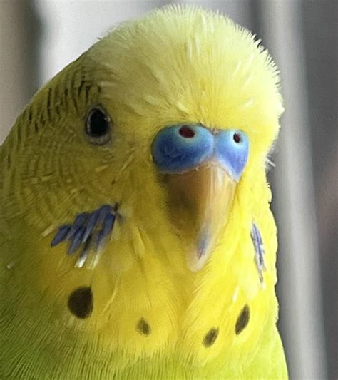 Are The Dark Areas In My Budgies Beak A Potential Health Problem R