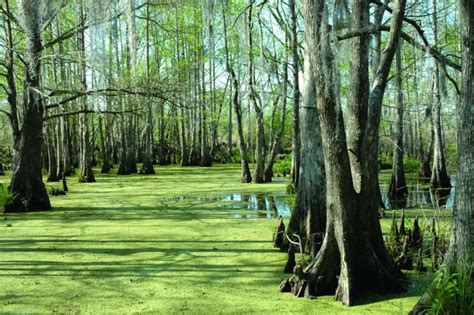 Louisiana Wetlands Conservation Hurricane Ida In Louisiana Pearl