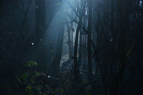 Forest Dark Anime Wallpapers Wallpaper Cave